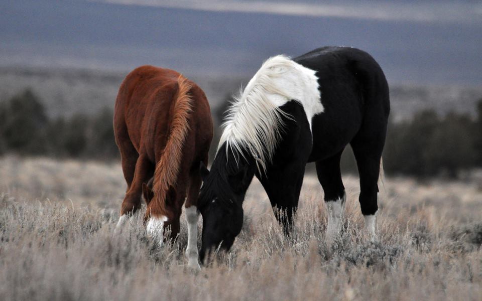 Horses eating